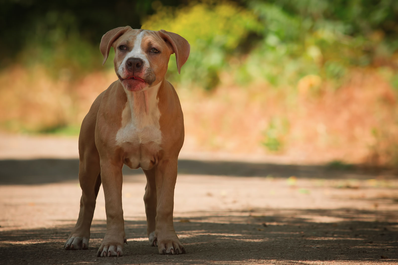 Does my car insurance cover hitting a dog?